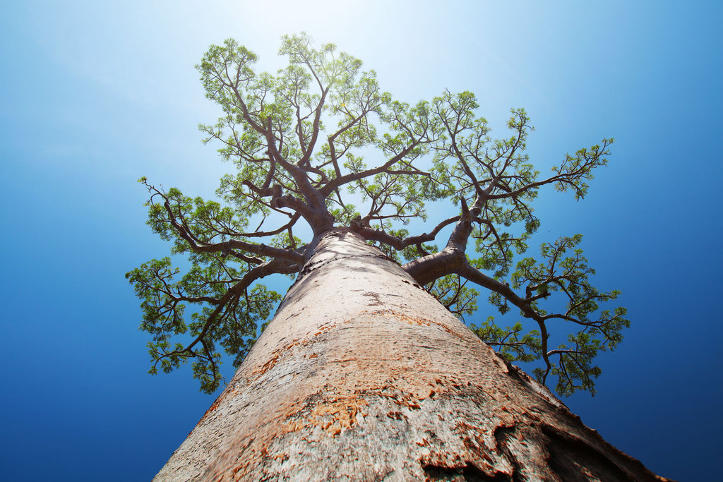 Baobab Oil