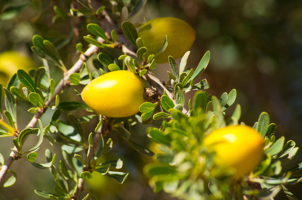 Argan Oil